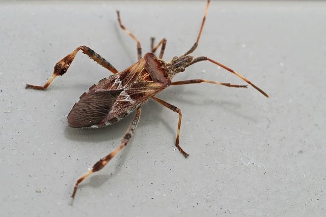 pest exterminator