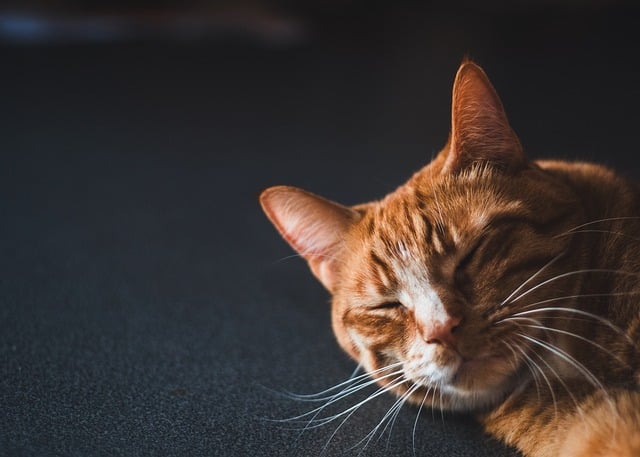 Pet Stain Cleaning