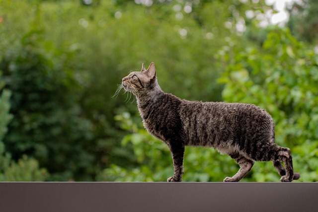 Pet Stain Cleaning