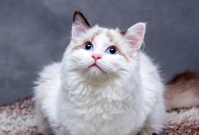 Pet Stain Cleaning