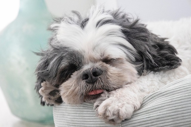 Pet Stain Cleaning