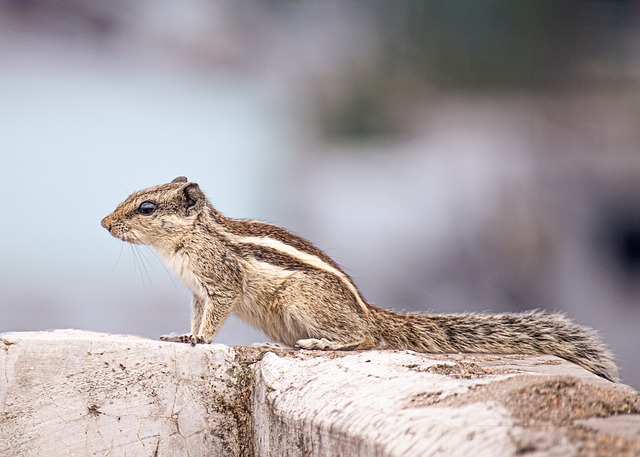 Professional Rodent Control