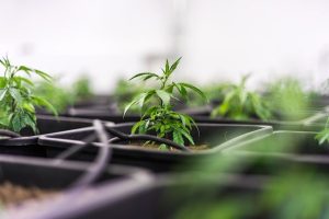 Unveiling Pure CBD Isolate: Benefits, Process, Applications, and Future Trends