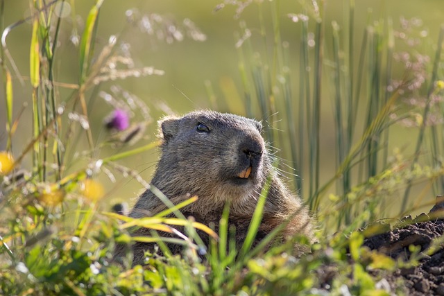 Rodent Control