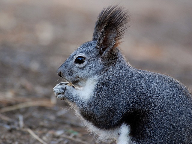 Rodent Control