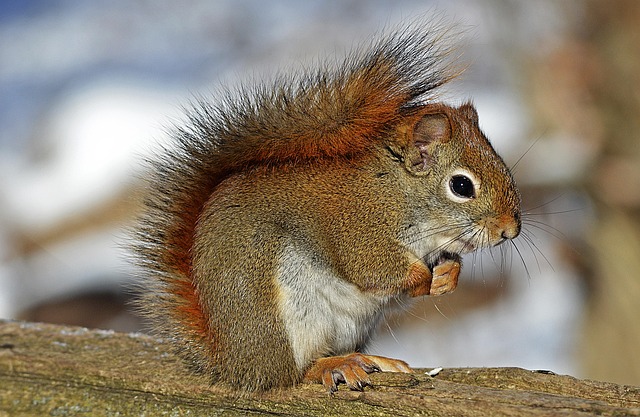 Rodent Control