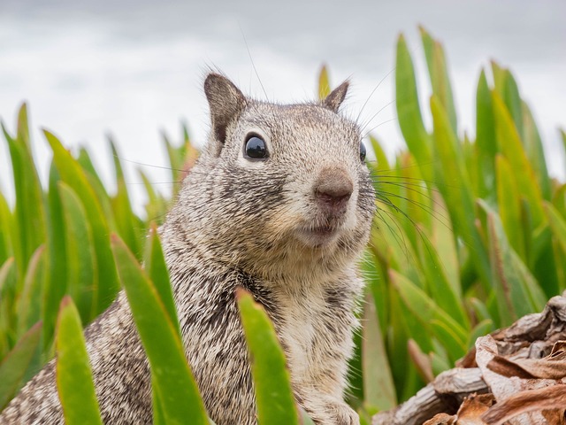 Rodent Control
