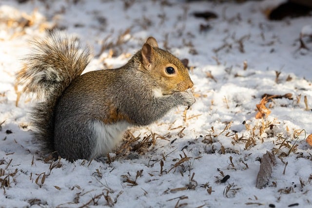 Rodent Control