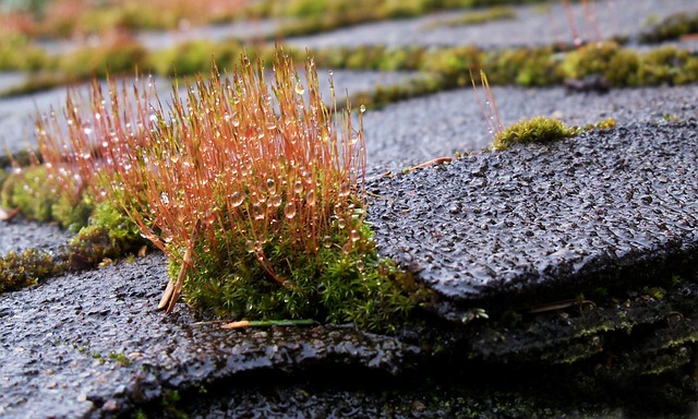 Roof Replacement Services