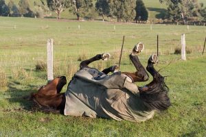 Unlocking Rug Radiance: Expert Cleaning Solutions and Tips