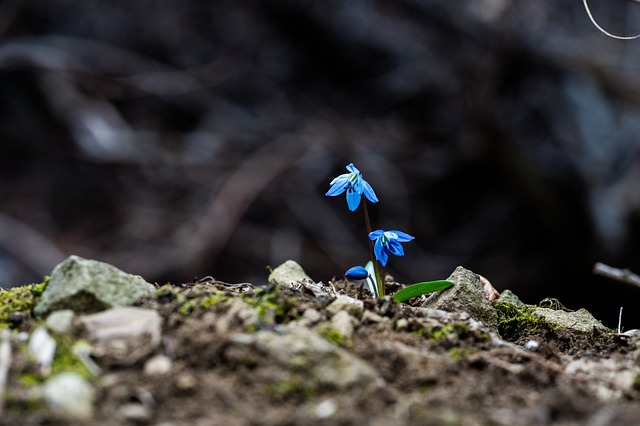 SEO Growth Strategies