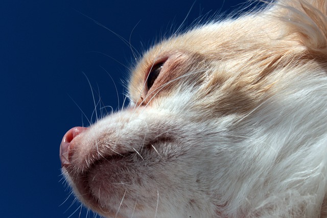 side effects of semaglutide