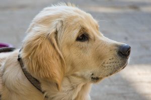 Personalize Your Dog’s Tactics: The Art of Patchwork Harnesses