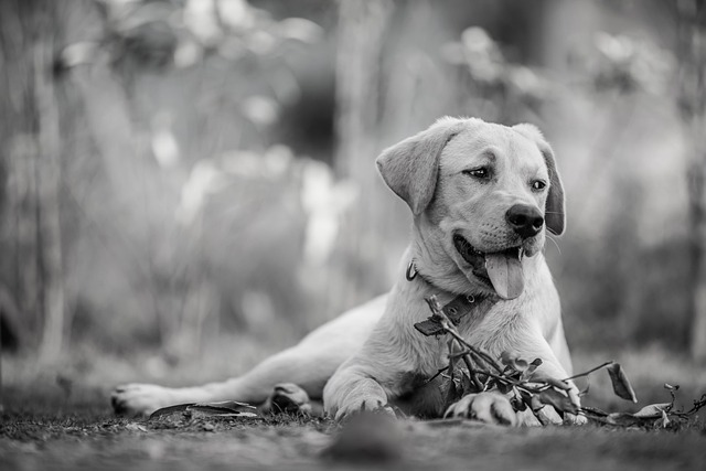 tactical dog harness
