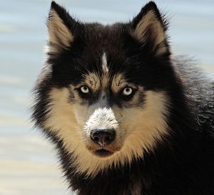 Quick-Release Buckles: Ensuring Canine Safety in Tactical Harnesses
