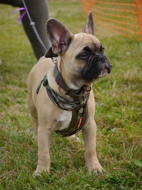 tactical dog harness