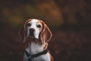 Quick-Release Buckles: Safety Features in Tactical Dog Harnesses