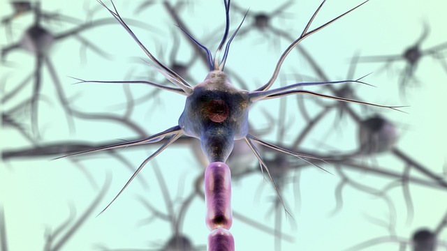 Understanding the Endocannabinoid System