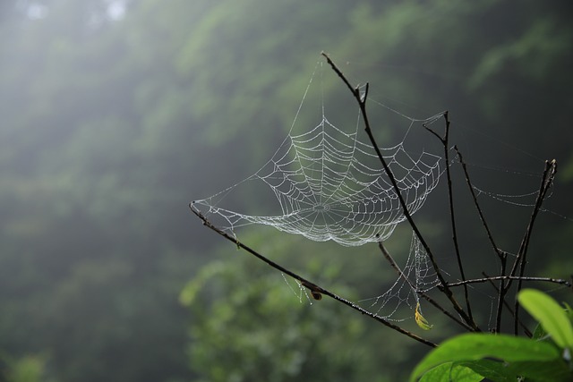 affordable web design