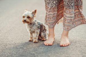 Cooling Pets Safely: AC Dog Houses and Efficient Systems