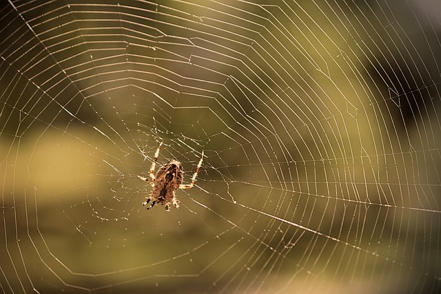 Core Web Vitals Optimization
