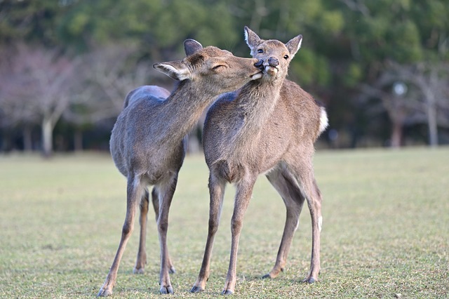 couples counseling