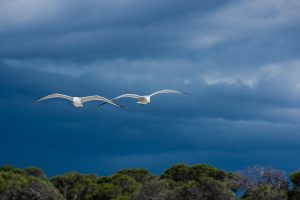 Restorative Marriage Counseling: Healing Bonds, Building Lasting Relationships