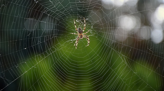 custom web design