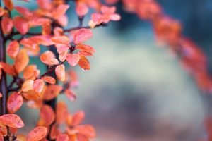 Delta-8 THC: Unwinding Stress with Local Relaxation Solutions