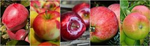 Optimizing Health: Doctor-Supervised Nutrition Plans for Lasting Results