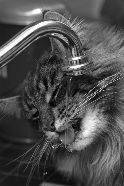 Faucet Repair
