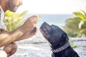 Unveiling Quick Absorption: Full Spectrum CBD Tinctures for Rapid Relief
