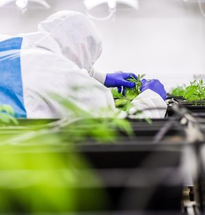 Non-Psychoactive Cannabinoids: Unlocking Wellness with Full Spectrum CBD Tinctures