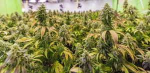 Full Spectrum CBD: Unlocking Versatile Benefits for Holistic Well-being