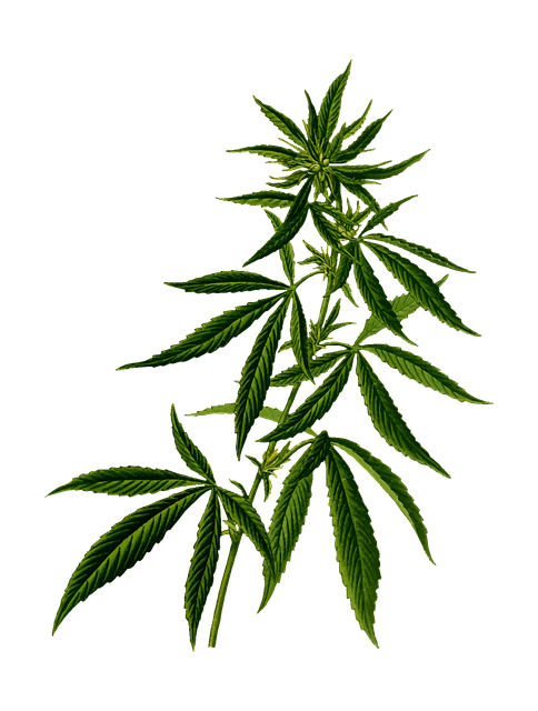 GLP-1 drugs