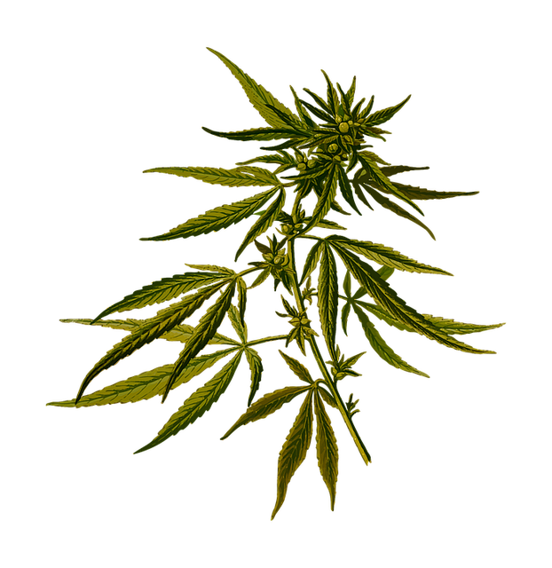 GLP-1 drugs