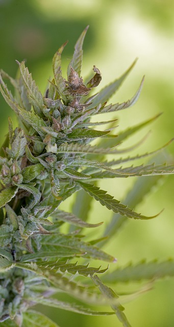 Hemp Terpenes for Sale