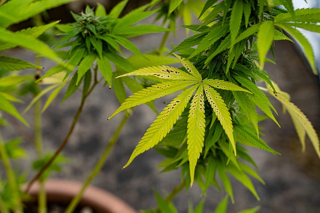 Hemp Terpenes for Sale