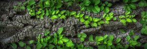 Master SEO Strategies for Sustainable Organic Growth