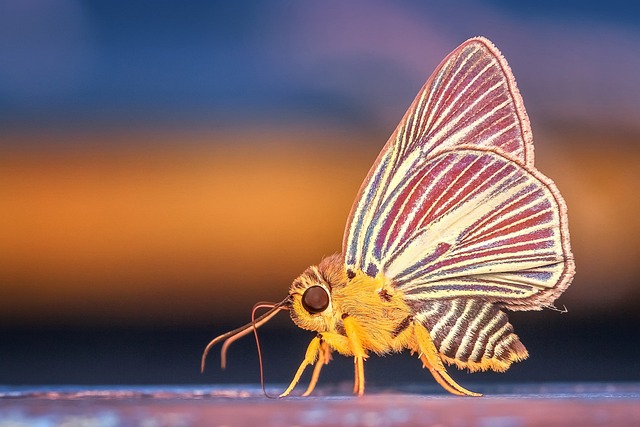 insect control services