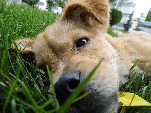 Lawn Care