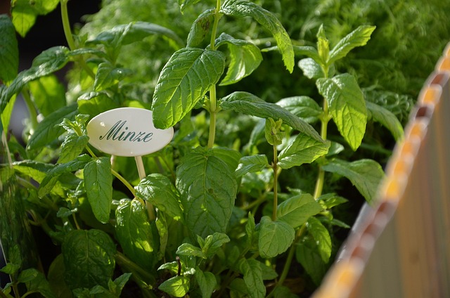 Mint Flavored CBD Tincture