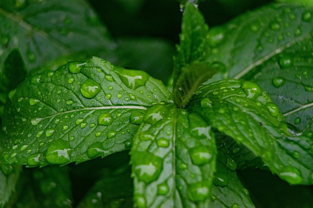 Mint Flavored CBD Tincture