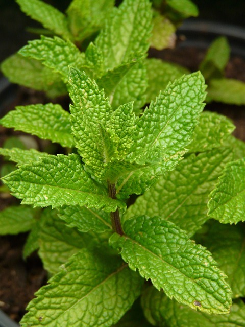Mint Flavored CBD Tincture