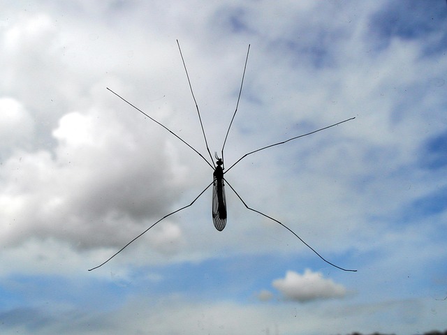 mosquito and tick control