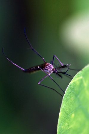 mosquito-and-tick-control-640x480-60648360.jpeg
