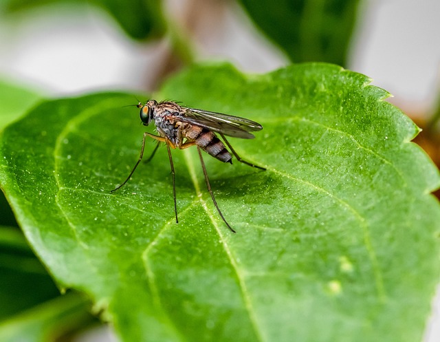 Mosquito Control