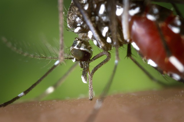 Mosquito Control