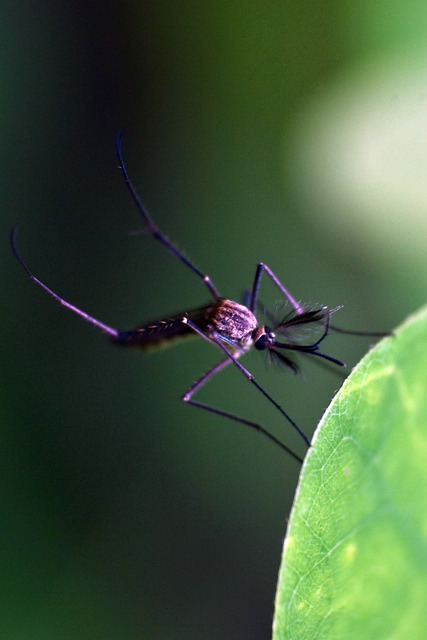 Mosquito Control