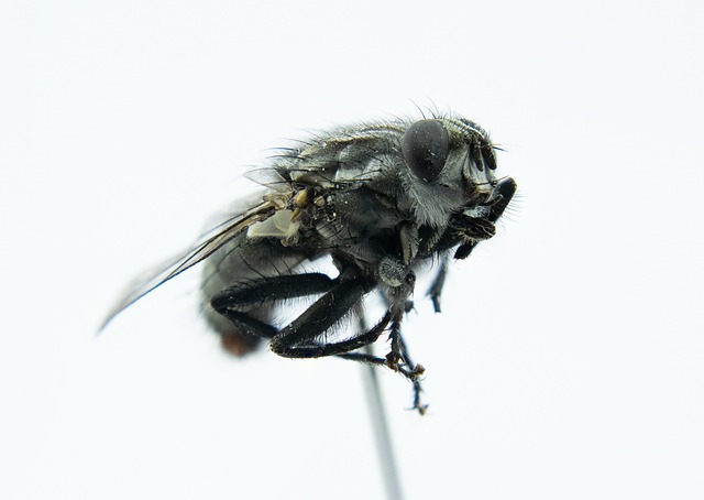 Mosquito Control